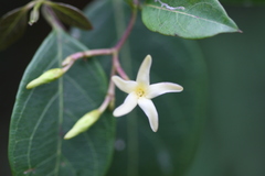 Cryptolepis grandiflora